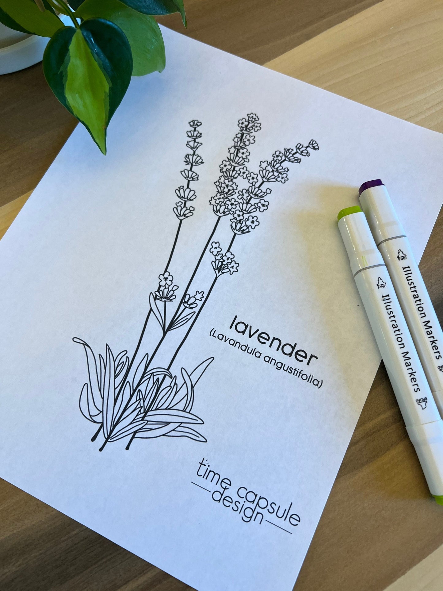 Lavender Historically Queer Flowers Coloring Page Digital Download Printable Personal Use Only
