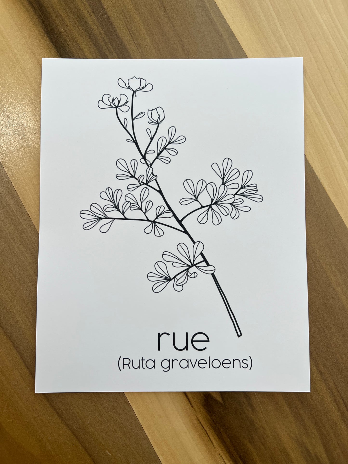 PRINTS - Individual Herbs for Reproductive Freedom Wall Art Decor 8x10”