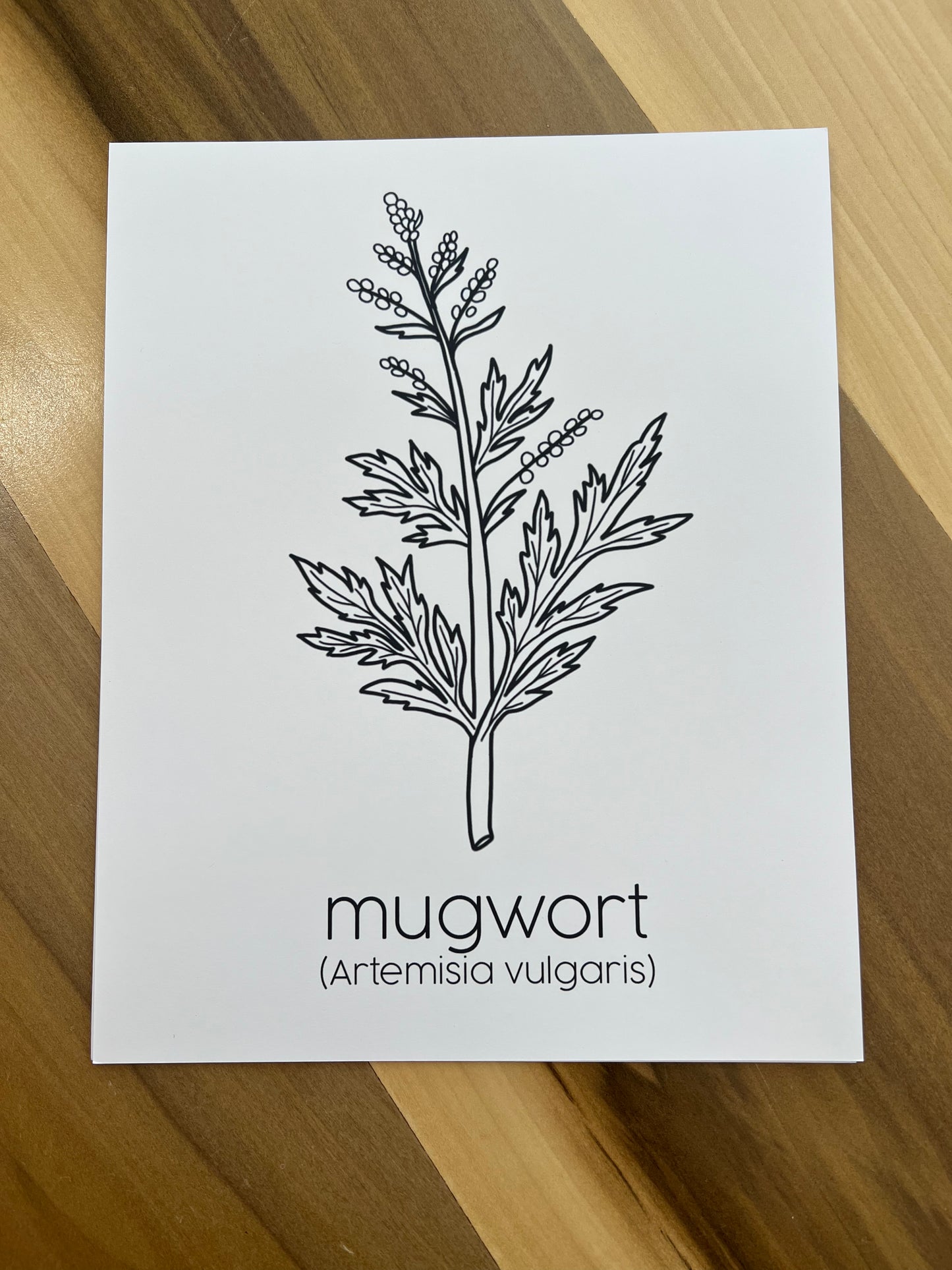 PRINTS - Individual Herbs for Reproductive Freedom Wall Art Decor 8x10”