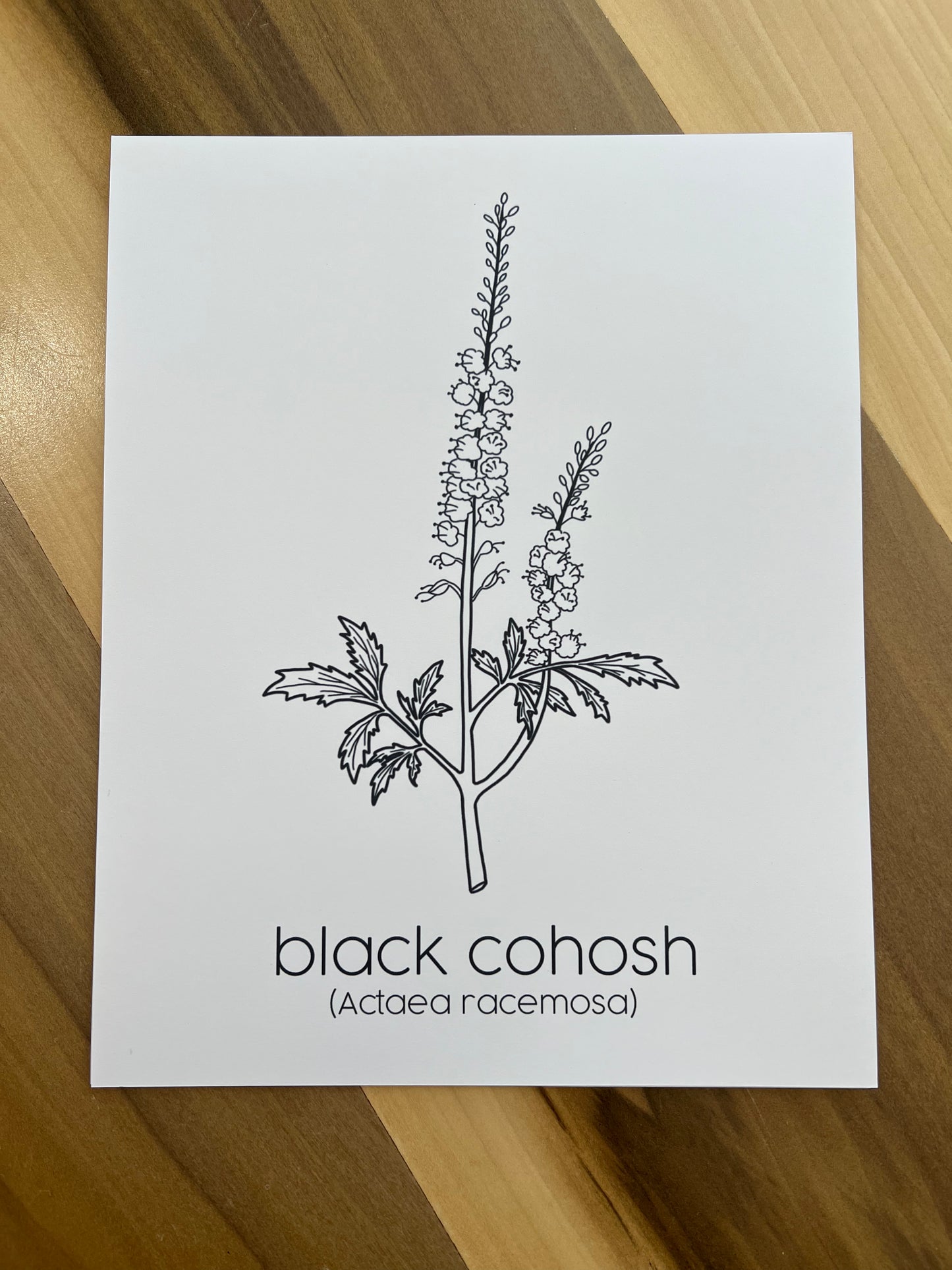 PRINTS - Individual Herbs for Reproductive Freedom Wall Art Decor 8x10”