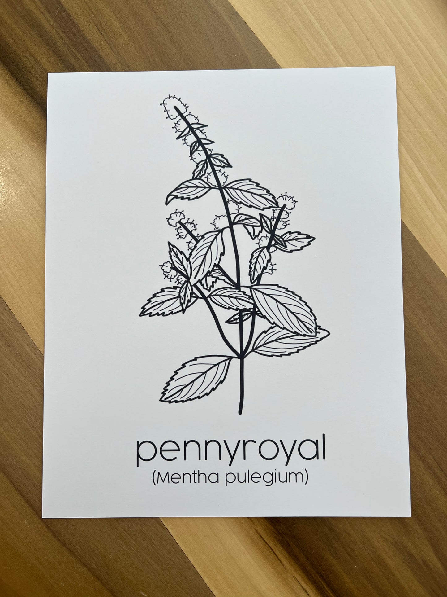 PRINTS - Individual Herbs for Reproductive Freedom Wall Art Decor 8x10”