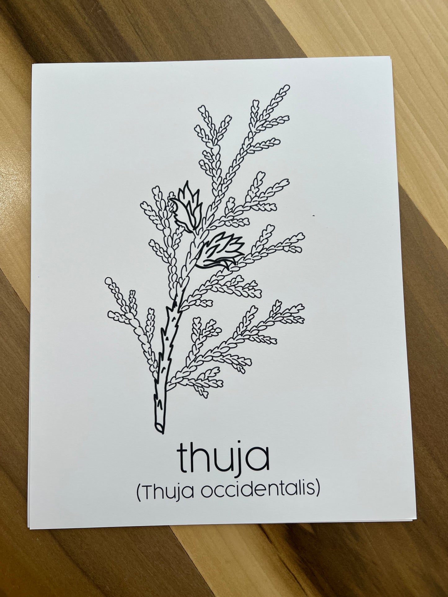 PRINTS - Individual Herbs for Reproductive Freedom Wall Art Decor 8x10”