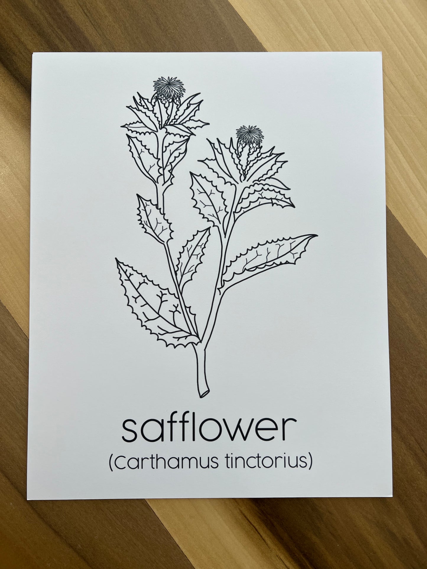 PRINTS - Individual Herbs for Reproductive Freedom Wall Art Decor 8x10”