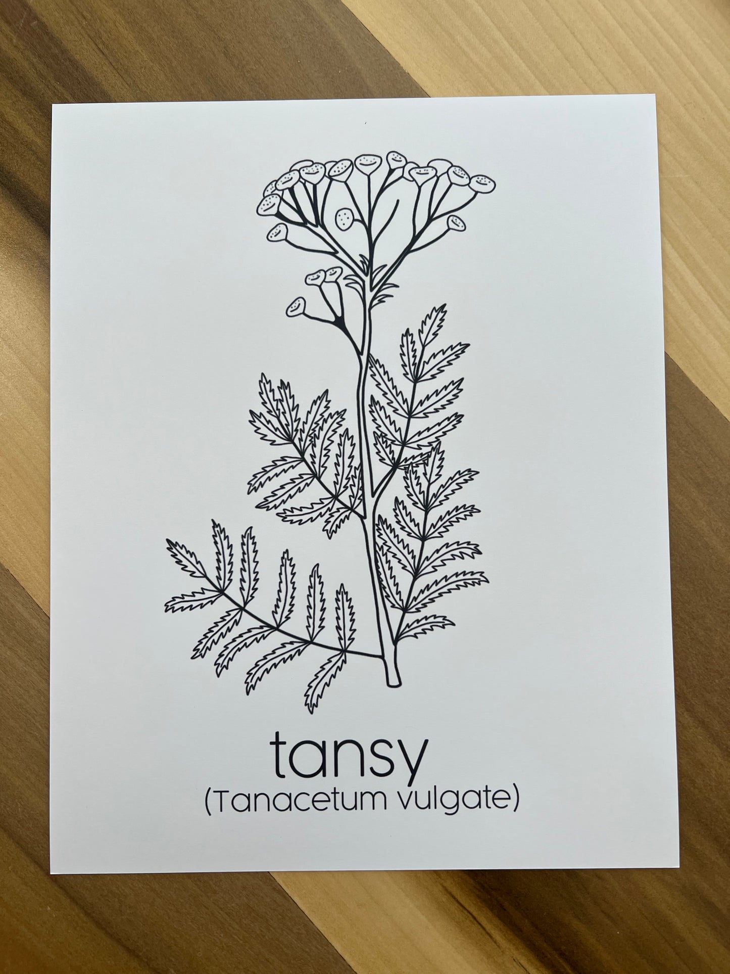 PRINTS - Individual Herbs for Reproductive Freedom Wall Art Decor 8x10”