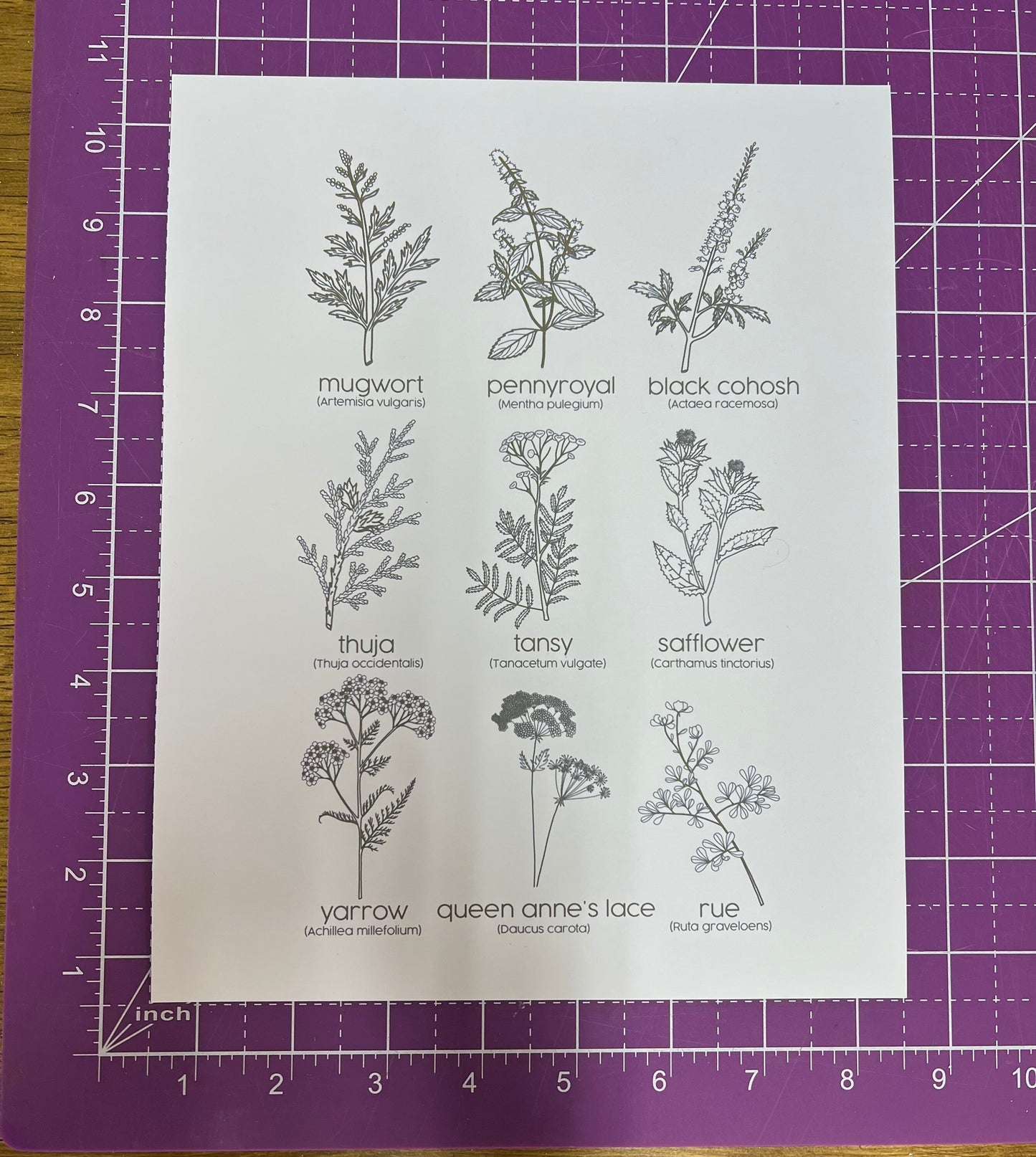 PRINTS - Contraceptive Herbs and I am So Much More Than a Uterus Wall Art Decor 8x10”
