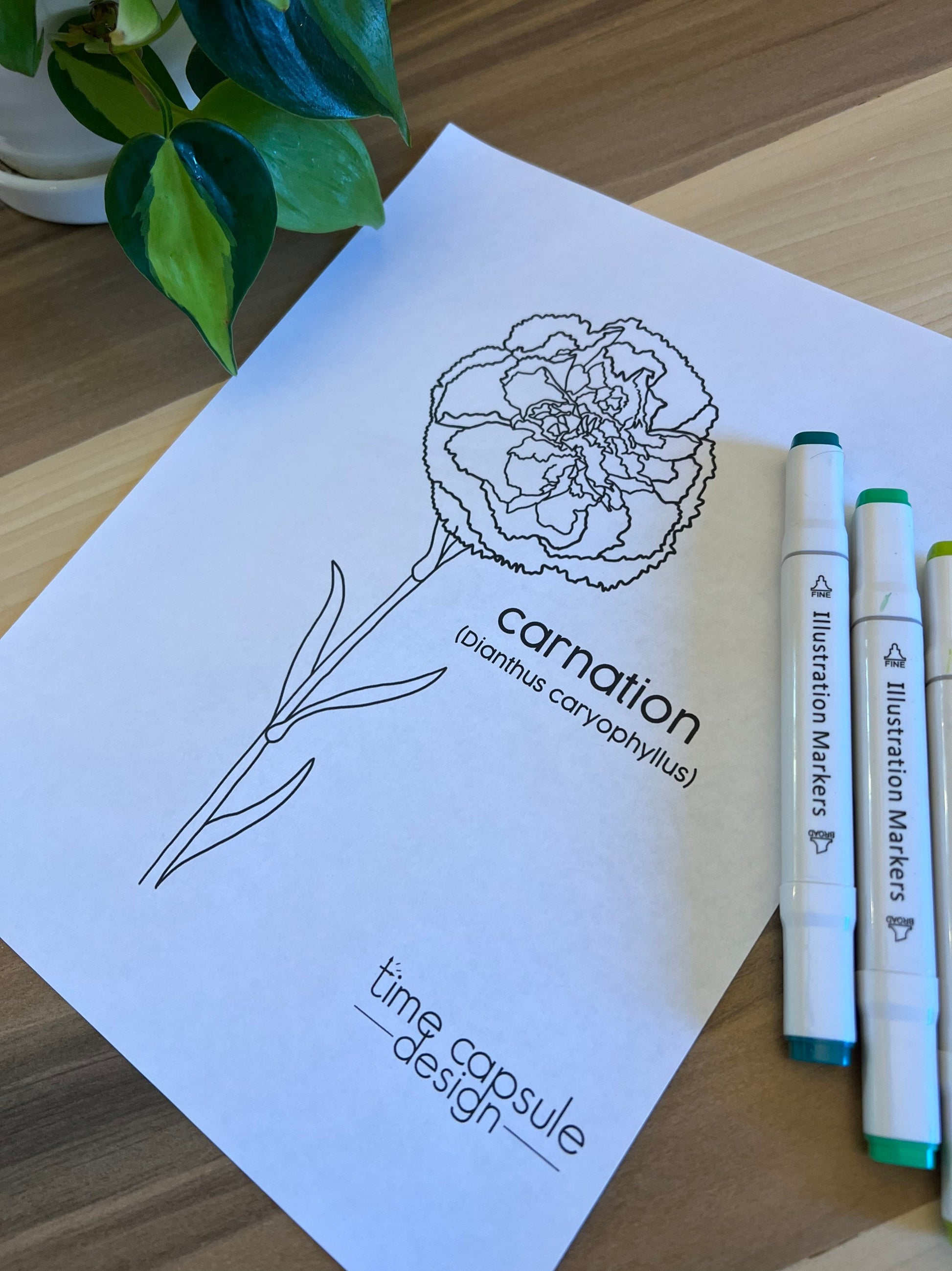 Carnation Historically Queer Flowers Coloring Page Digital Download Printable Personal Use Only
