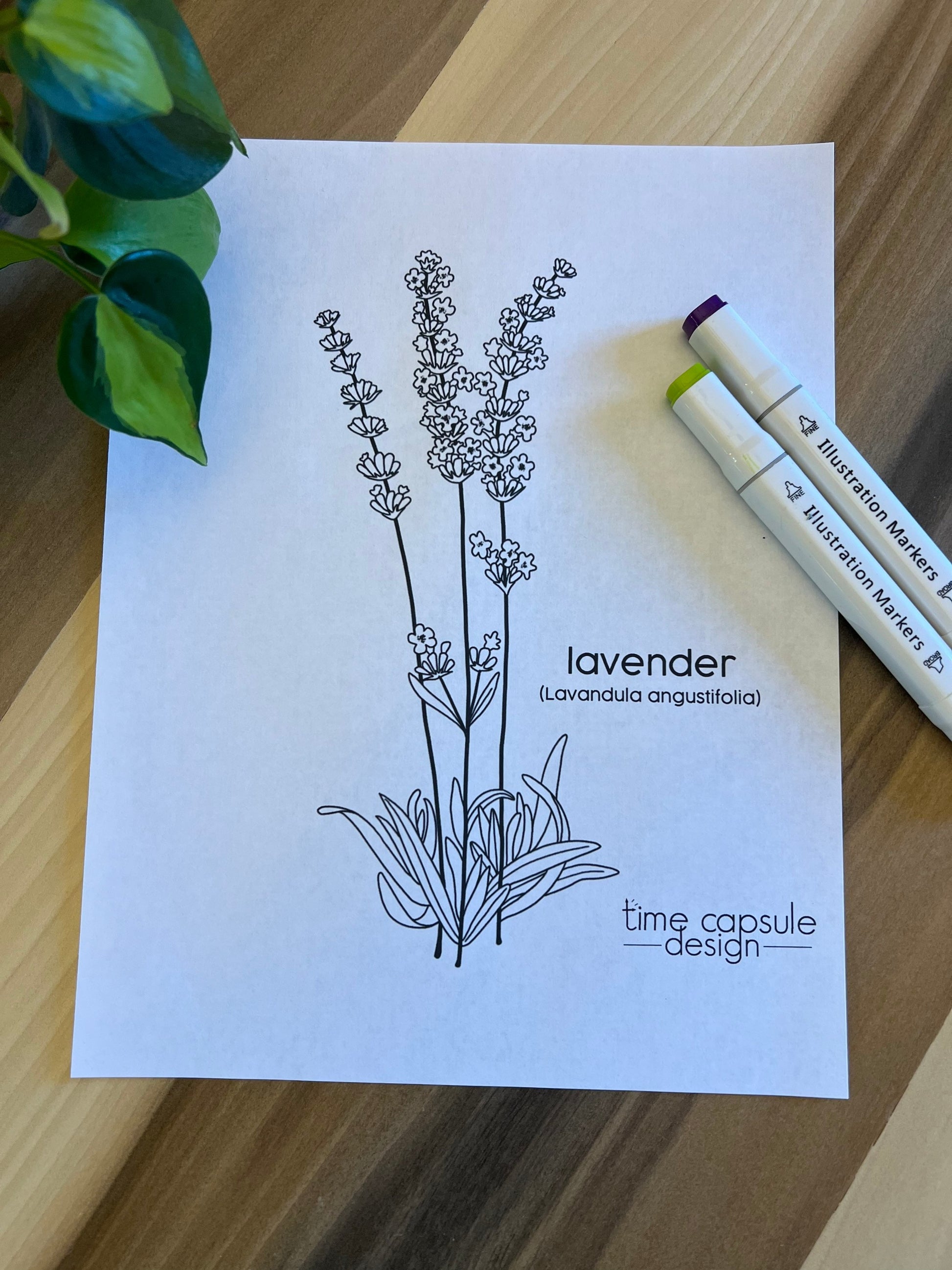 Lavender Historically Queer Flowers Coloring Page Digital Download Printable Personal Use Only