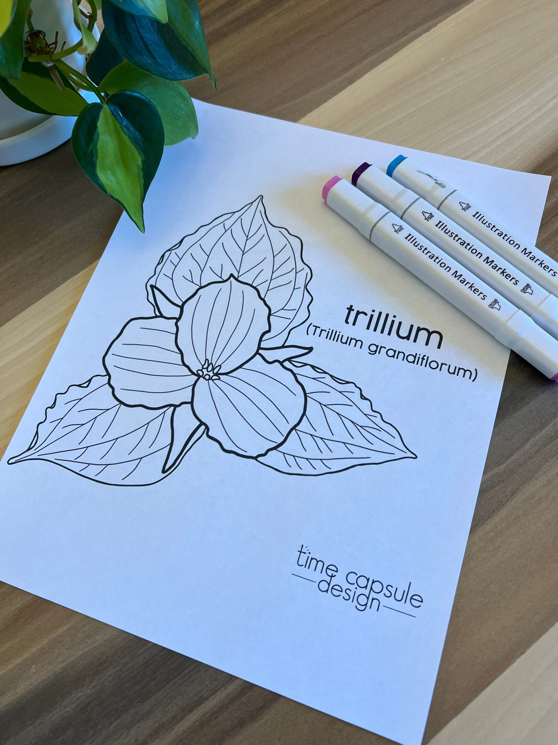Trillium Historically Queer Flowers Coloring Page Digital Download Printable Personal Use Only